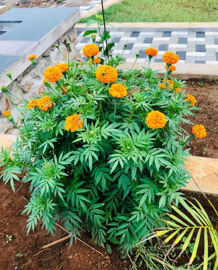 Royal Meadows - Igatpuri Bungalow C Dış mekan fotoğraf